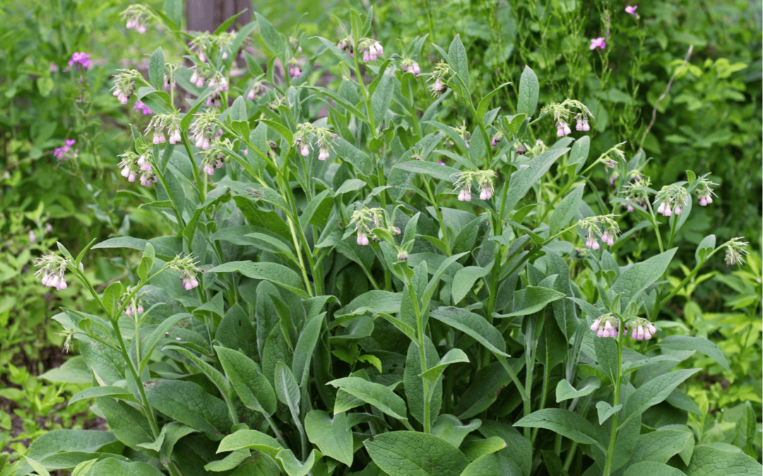 La consoude : une alliée incontournable au jardin