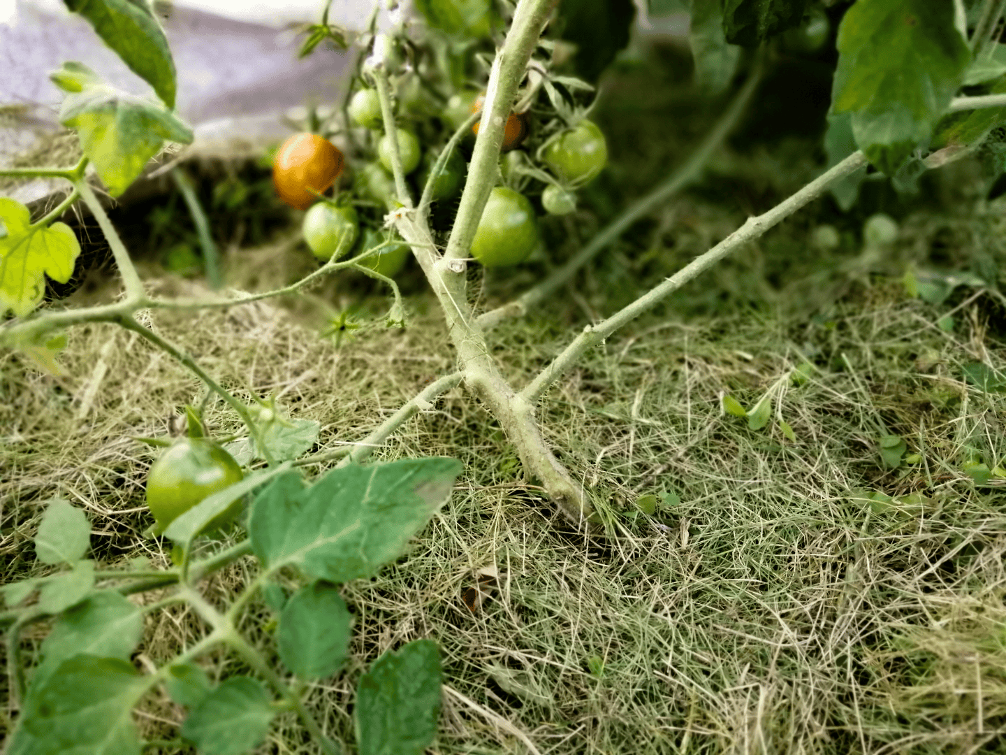 Paillage : Plutôt paille ou foin ? - Symbioses