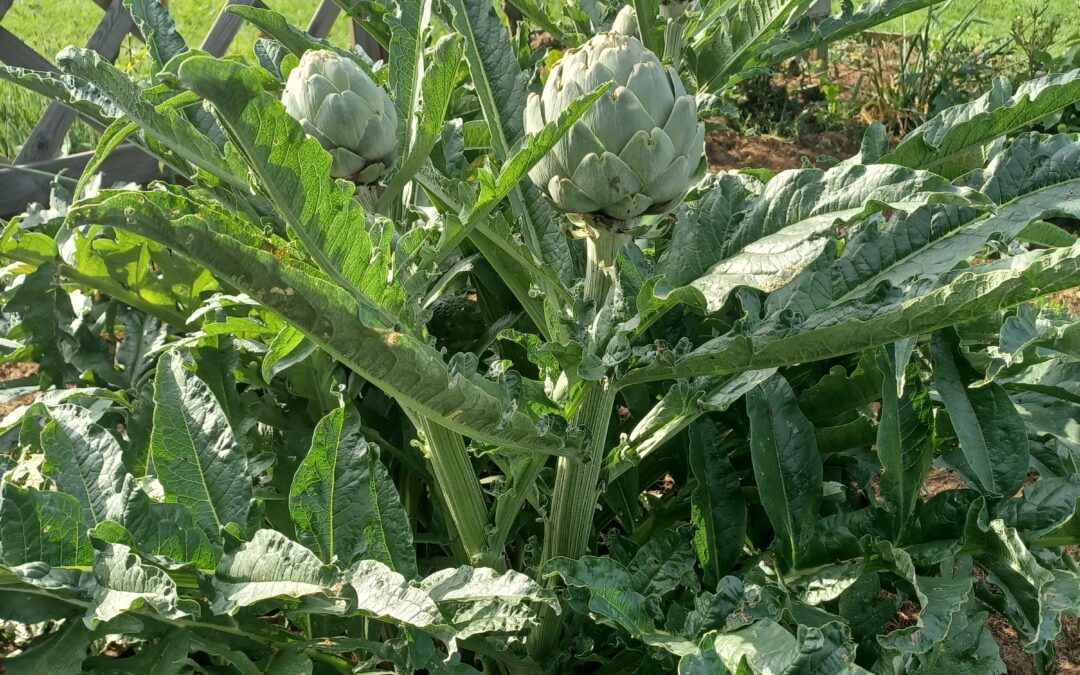Les apports adaptés à VOTRE potager