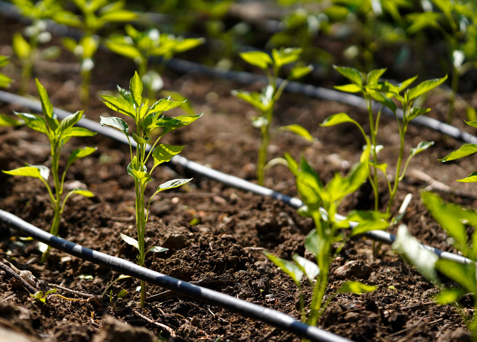 Les systèmes d&rsquo;arrosage : Optimiser votre consommation d&rsquo;eau
