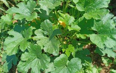 Un sol en bonne santé : La clé pour des plantes résistantes