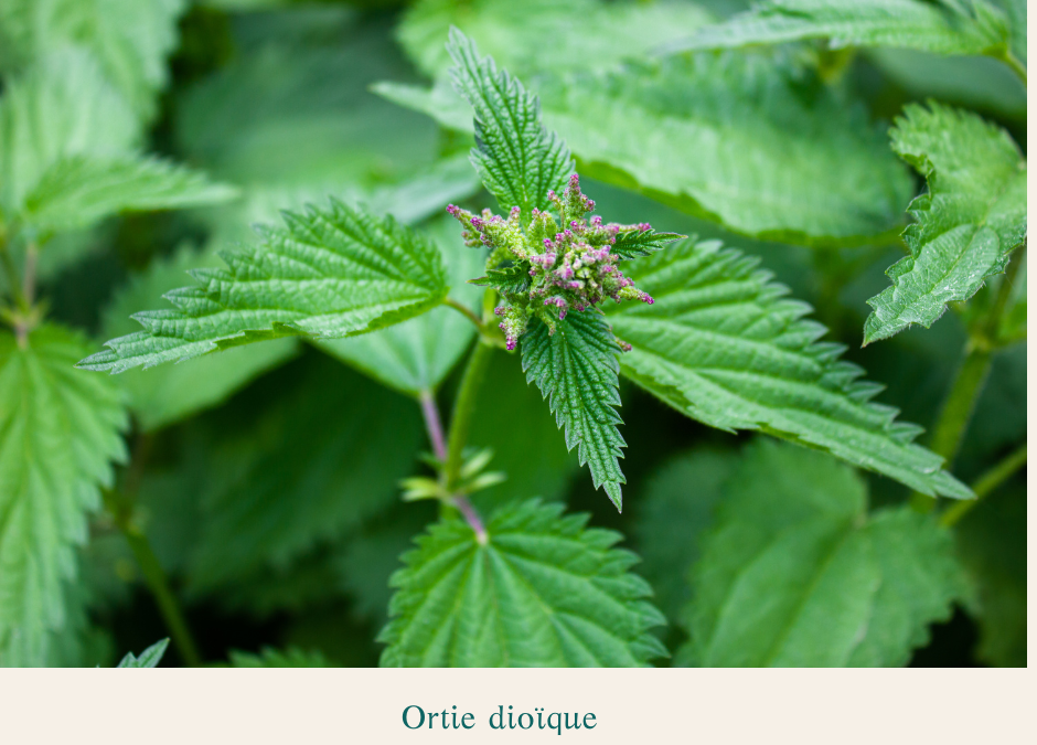 Les plantes bioindicatrices : des alliées pour comprendre votre sol