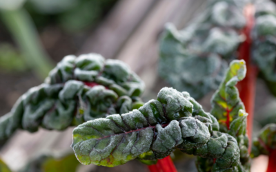 Préparer le sol du potager pour l’hiver : pour un sol fertile au printemps !