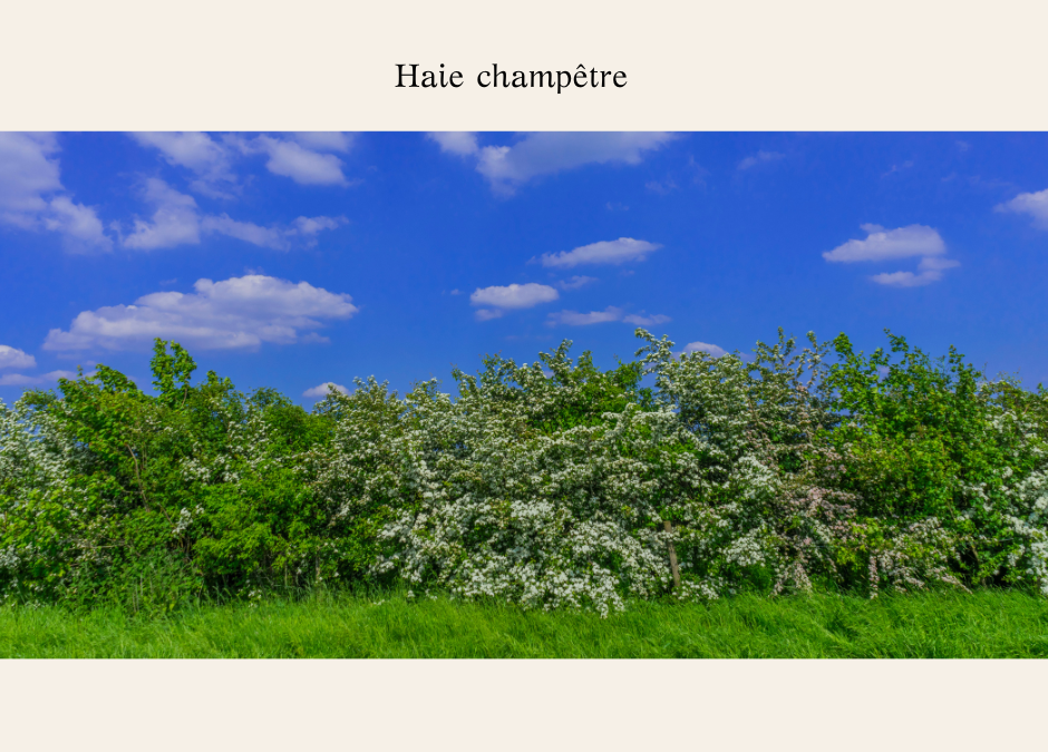 Pourquoi les haies sont essentielles dans nos paysages ?
