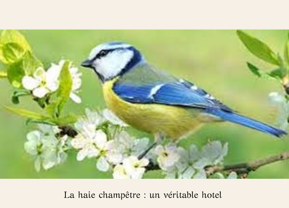 La haie champêtre : un véritable hôtel pour la biodiversité