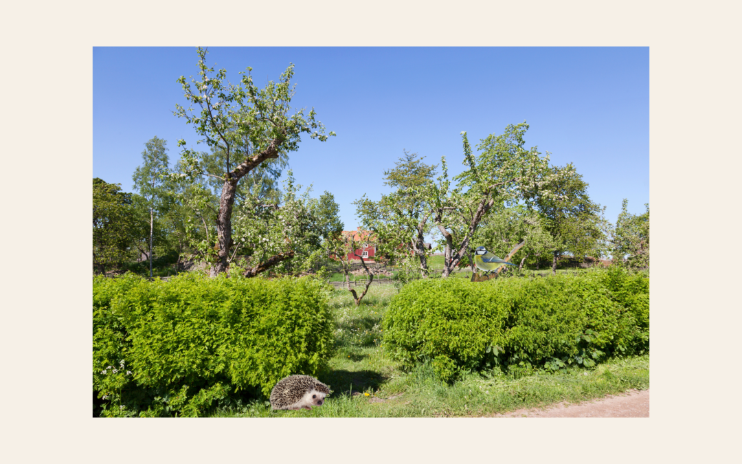 Les haies champêtres au coeur de votre potager