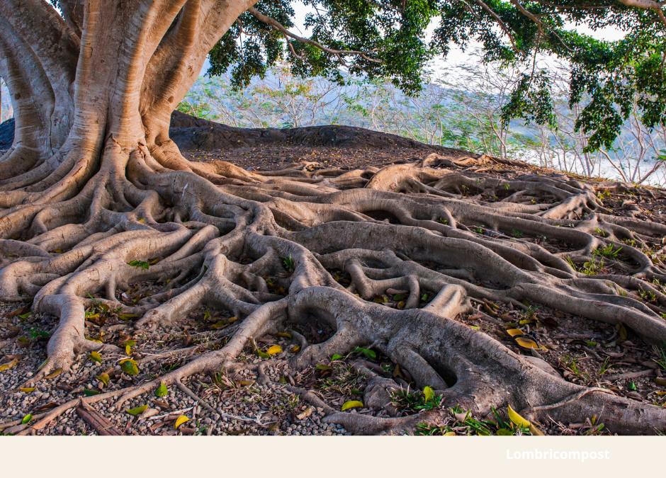A l&rsquo;ombre des racines