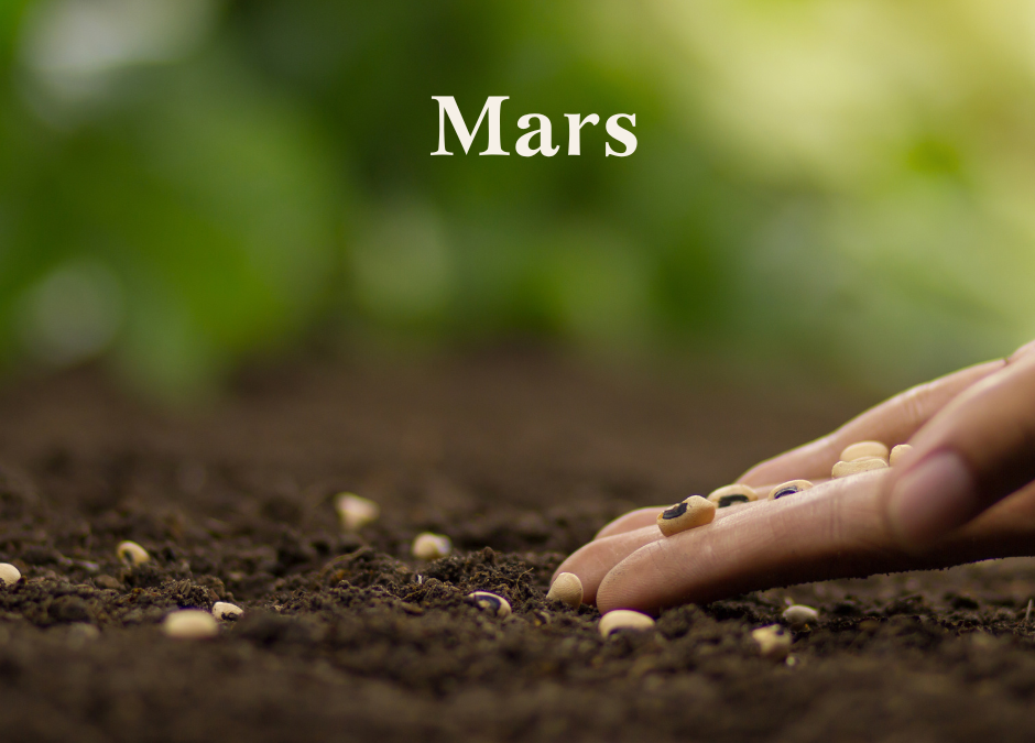 Comprendre et préparer son sol en mars