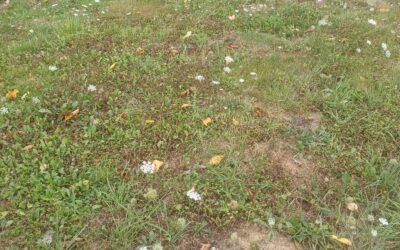 La carotte sauvage, messagère discrète des sols en stress