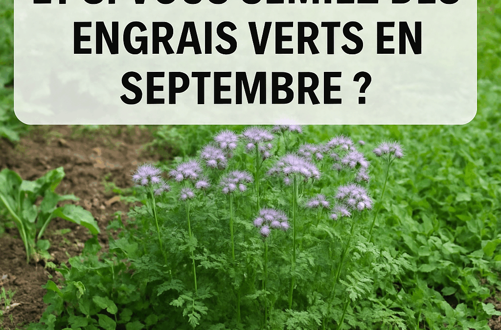 Septembre : Semer des engrais verts