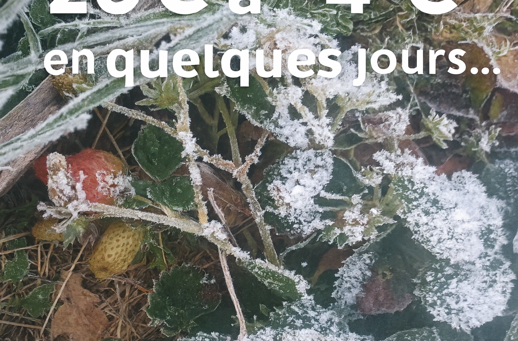🌡️ Chocs thermiques au jardin : comment aider les plantes à résister et à repartir au printemps ?