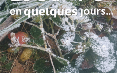 🌡️ Chocs thermiques au jardin : comment aider les plantes à résister et à repartir au printemps ?