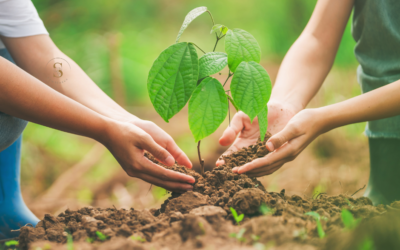 Planter un arbre : poser les bases d’une vie longue et saine