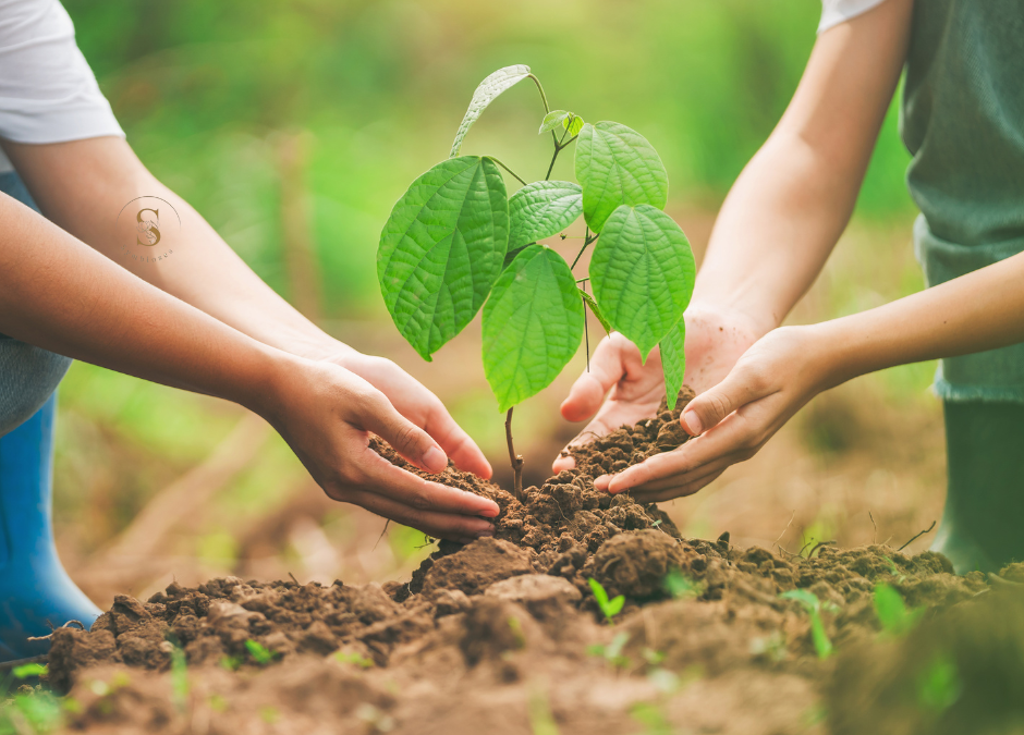 Planter un arbre : poser les bases d’une vie longue et saine