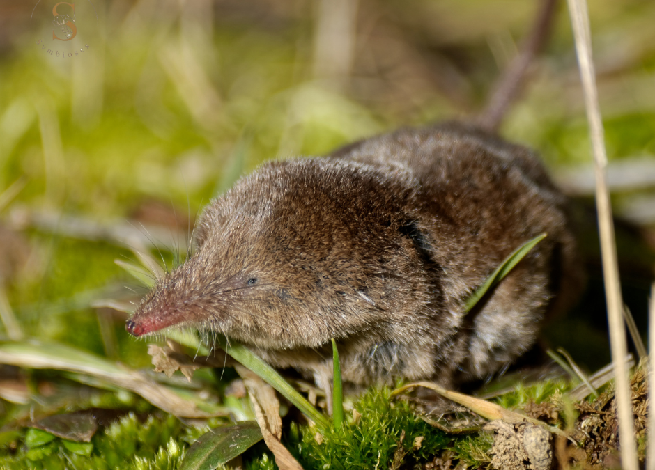La musaraigne au jardin : petite présence, grand message