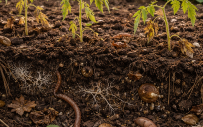 Votre sol est vivant… mais vos légumes n&rsquo;ont pas la forme ?