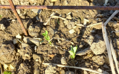 Semis ratés ? Ce n’est pas forcément votre faute