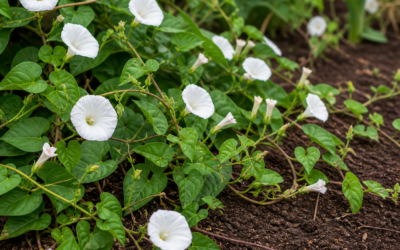 Éliminer le liseron au jardin