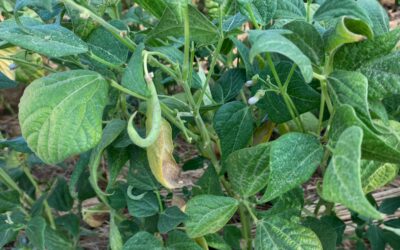 Et si on acceptait de ne pas tout maîtriser au jardin ?